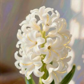 "Golden Vein Hyacinth Bulbs - Stunning White Flowers with Gold Veins - Perfect Courtyard Gift"